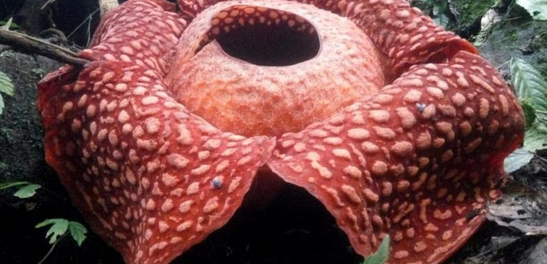 La plus grande fleur du monde (et qui sent très mauvais) découverte en Indonésie