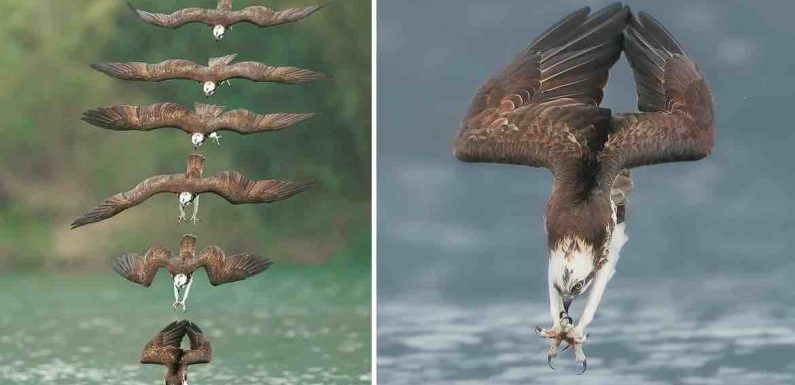 Une photo étonnante d’un Balbuzard pêcheur qui chasse capture chaque instant de son incroyable plongée