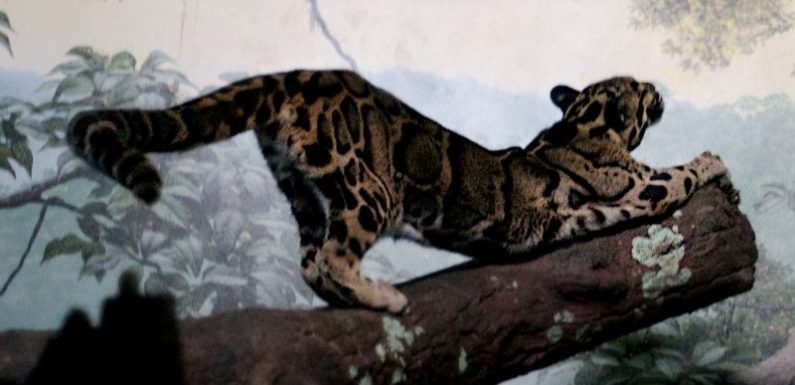 Himalaya népalais : des panthères nébuleuses ont été observées pour la première fois en altitude