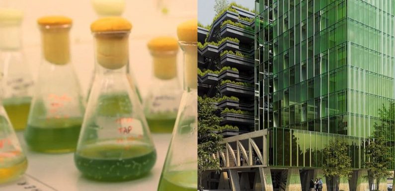 Bientôt des façades en micro-algues pour dépolluer les villes ?