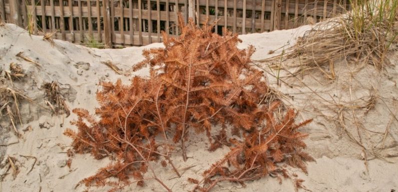 Les sapins de Noël au secours des dunes de l’Île de Ré