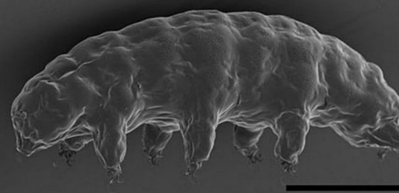 Le tardigrade, cet animal microscopique mais invincible qui fascine les chercheurs