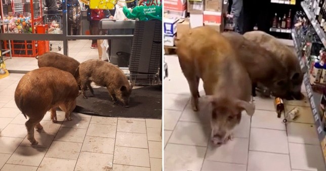 Pigs break into supermarket, smash bottles and help themselves to whiskey