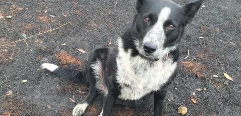 Border collie saves flock of sheep from wall of fire in Australia