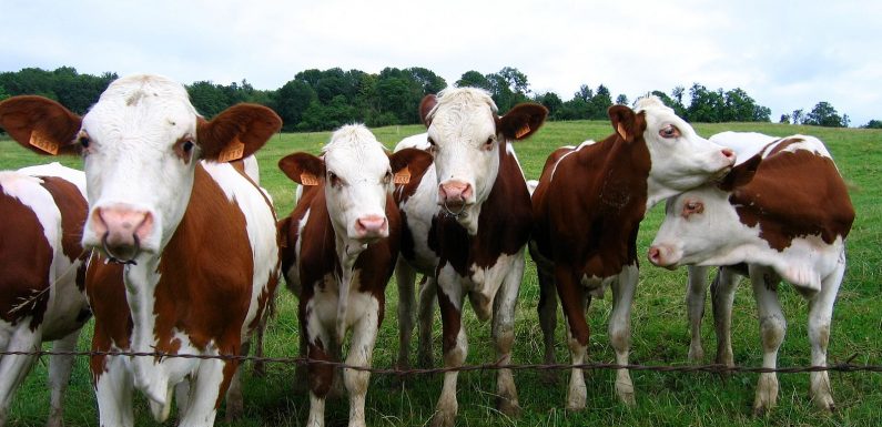 Les vaches parlent entre elles de ce qu’elles ressentent