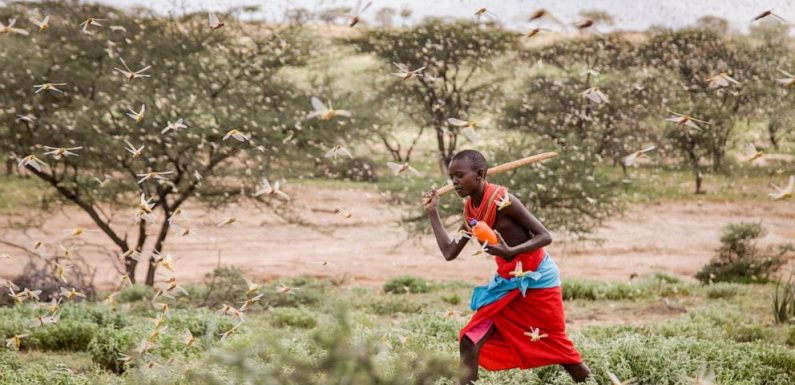 Locust outbreak, most serious in 25 years, hits East Africa