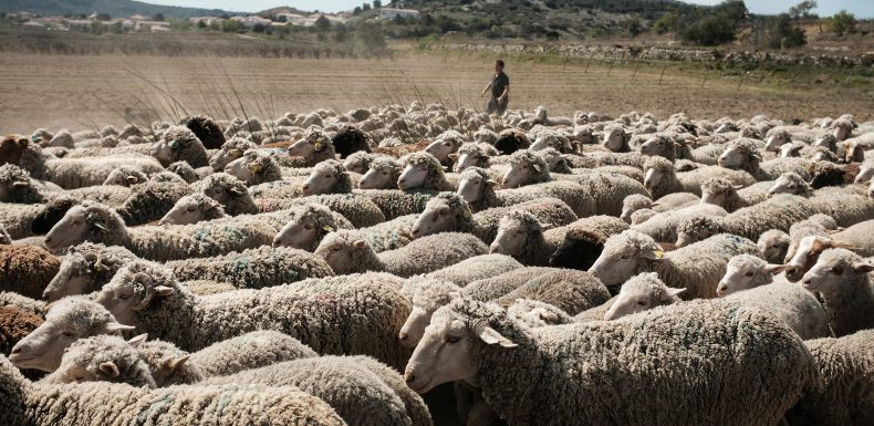 Chant du coq préservé par la loi : « La vie dans nos campagnes devrait s’en trouver pacifiée »