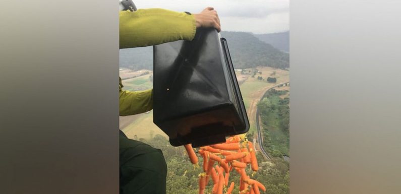 Australian government drops 4,000 pounds of food to save starving wildlife