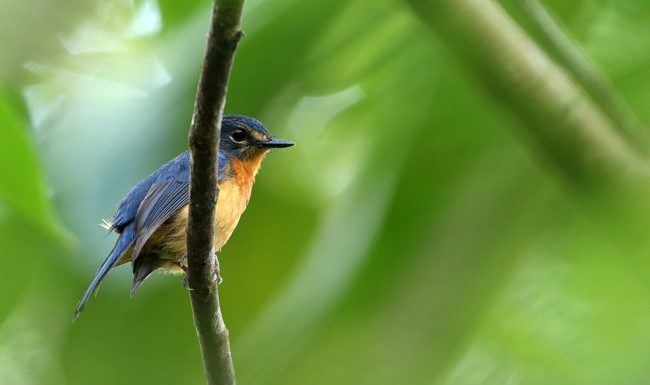 Cinq nouvelles espèces d’oiseaux identifiées sur des îles indonésiennes