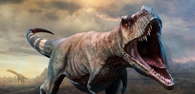 Les Tyrannosaurus nains n’ont jamais existé