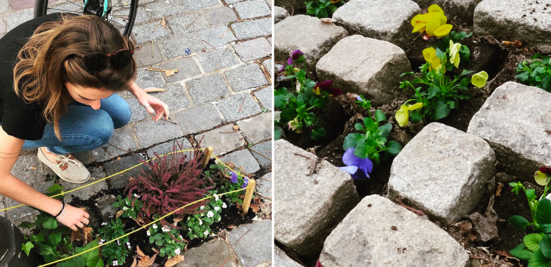 Ces rebelles de la biodiversité retirent les pavés du sol pour y planter des fleurs