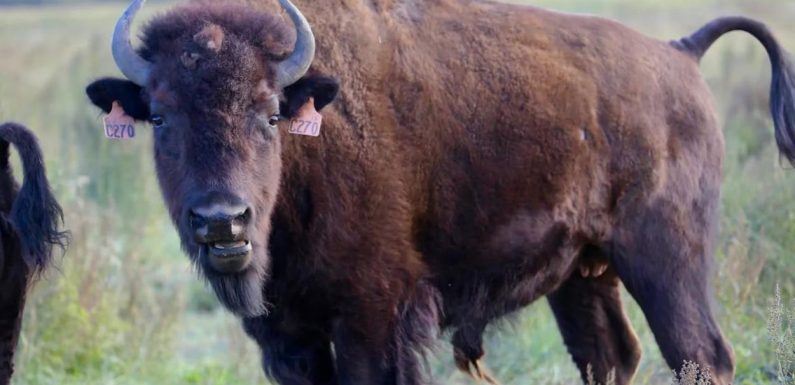 Pour la première fois en 150 ans, les bisons sont de retour au parc Wanuskewin