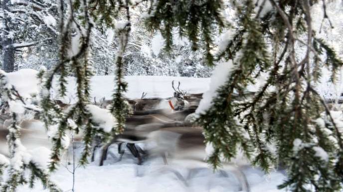 Température record, banquise au plus bas : l’Arctique subit des changements spectaculaires