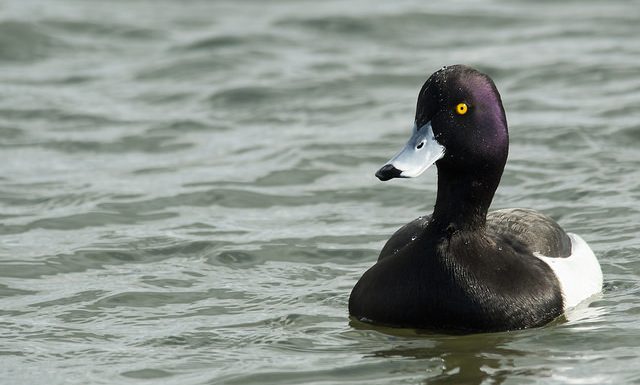 Contractuels : les vilains petits canards de la fonction publique