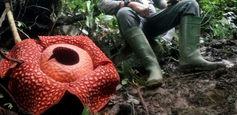 La plus grande fleur du monde découverte sur l’île de Sumatra en Indonésie