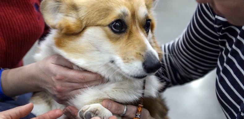 Quand des antispécistes veulent retirer leur chien à des aveugles… en les accusant d’exploiter l’animal