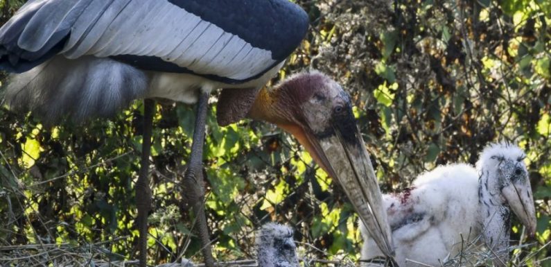 Deux naissances donnent de l’espoir pour la survie d’une espèce menacée d’oiseaux