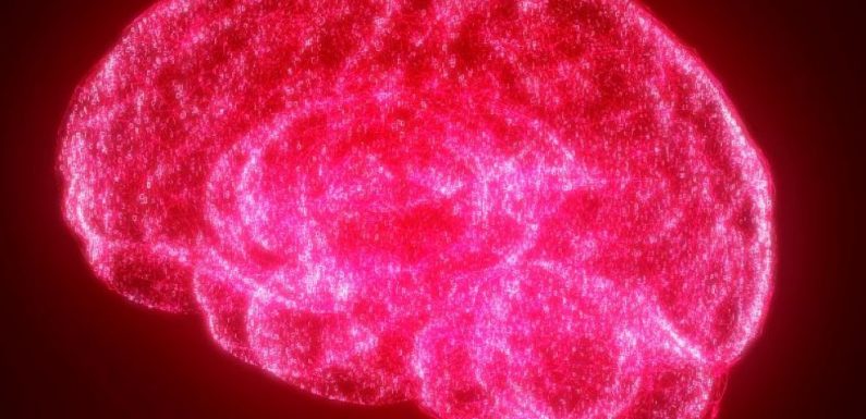 Comment notre cerveau trace-t-il la frontière entre plaisir et douleur ?