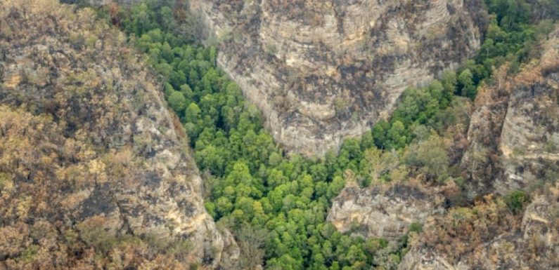 Australie: mission secrète pour sauver des arbres préhistoriques