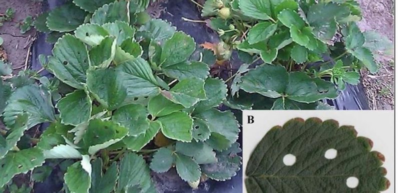 Le bio est meilleur pour la santé… grâce aux attaques d’insectes