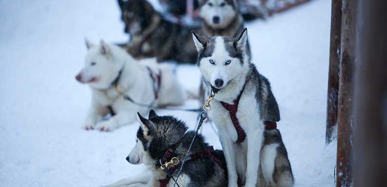 Les huskies victimes du tourisme de masse en Laponie