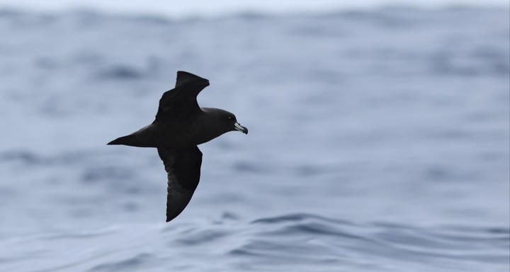 ‘There’s too many dying’: Westland Petrels dazed by LED street lamps