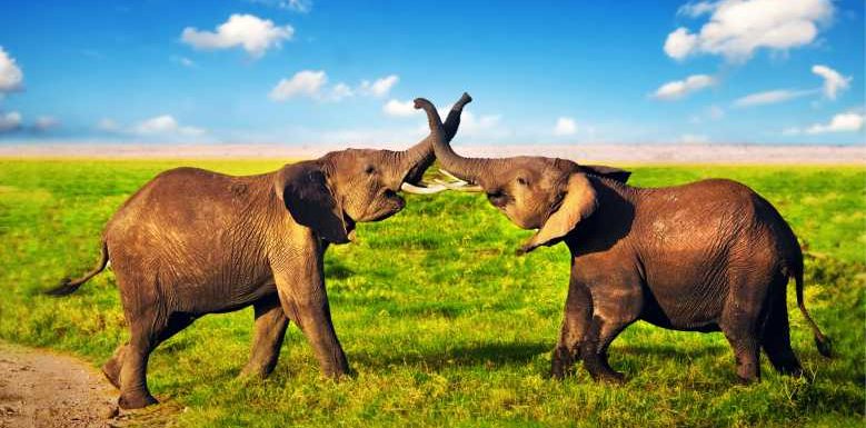 Limousin : le premier sanctuaire pour éléphants « à la retraite » des cirques et des zoos va ouvrir ses portes