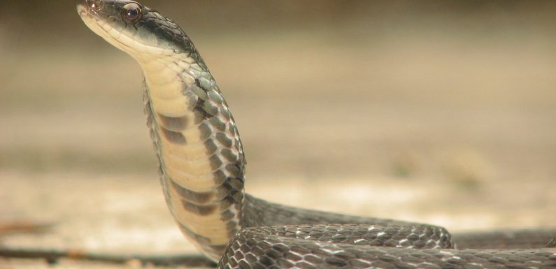 Virus chinois : tout serait parti d’une mutation chez des serpents