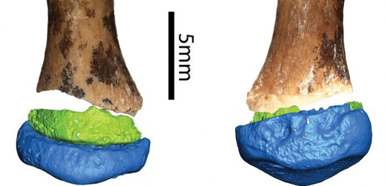 Une petite phalange réécrit l’histoire évolutive des humains