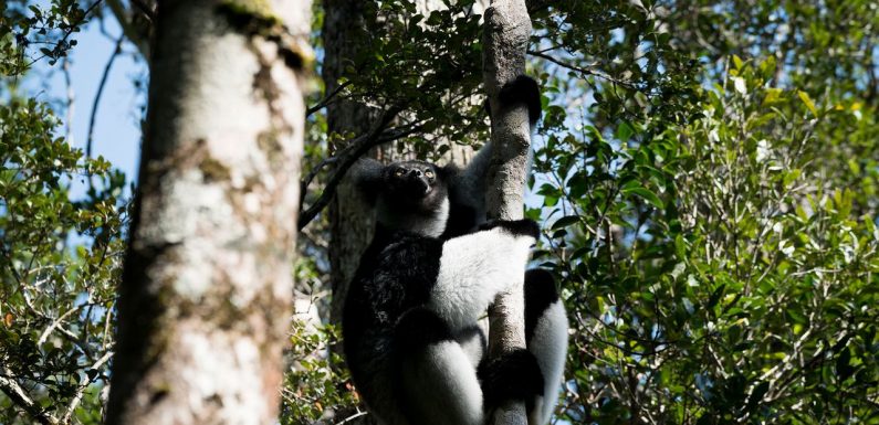 Madagascar : les mines de saphirs condamnent les lémuriens à l’extinction