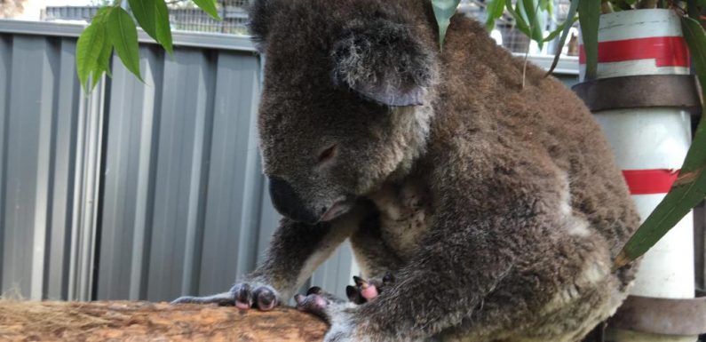 L’hôpital des koalas tente de sauver l’espèce décimée par les incendies