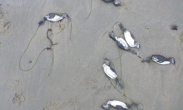 Une poche d’eau chaude entraîne la mort d’un million d’oiseaux dans l’océan Pacifique