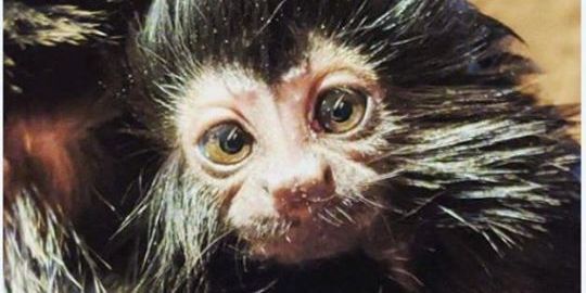 Réserve zoologique de Calviac (24) : un petit tamarin de Goeldi est né