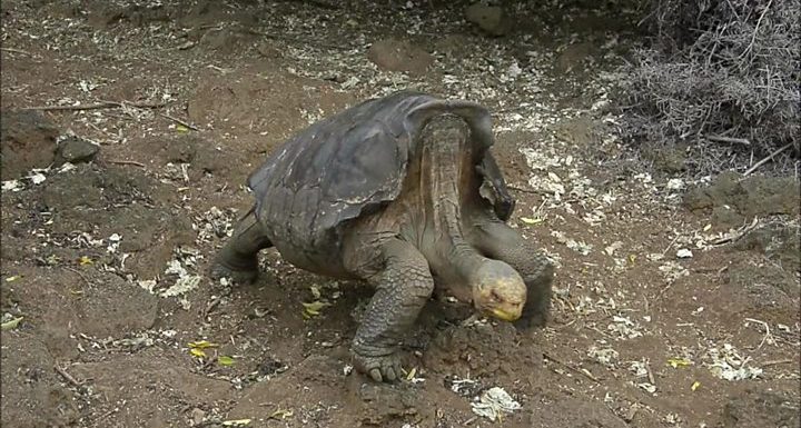 Tortoise with species-saving sex drive returns to Galápagos