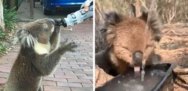 Quand un koala est décédé après avoir reçu de l’eau incorrectement, des vétérinaires ont expliqué comment bien le faire