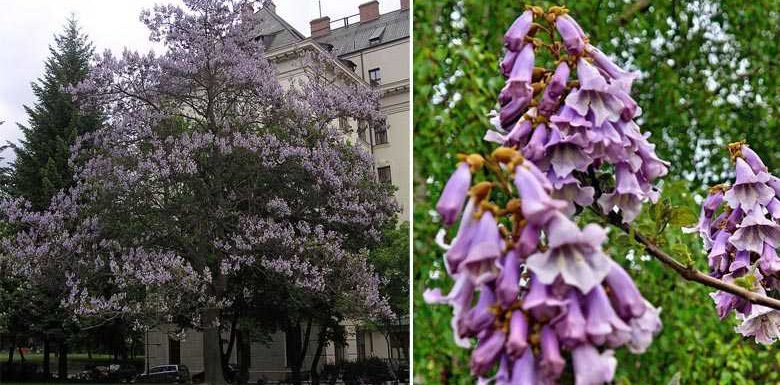 Paulownia, un « super » arbre qui pousse en trois ans et qui absorbe dix fois plus de dioxyde de carbone