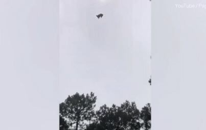 Uruguay Enquête sur un cochon mort tombé du ciel
