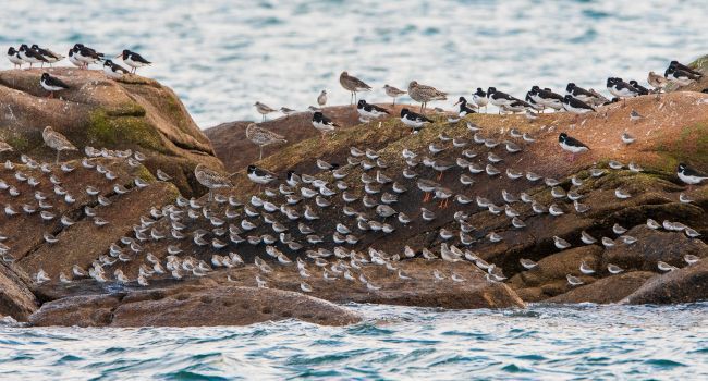 Participez au comptage 2020 des oiseaux d’eau hivernants