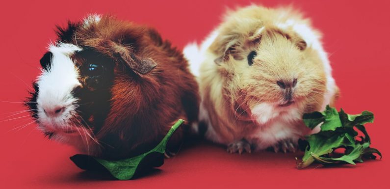 Grâce à la tech, nous parlerons bientôt à nos animaux