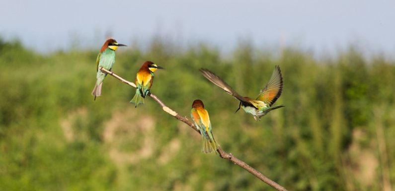 Biodiversité : l’ONU veut protéger 30 % de la planète d’ici la fin de la décennie