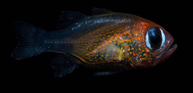 71 nouvelles espèces ont été découvertes en 2019