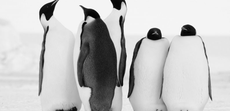 National flags, military presence and pregnant women – the battle for Antarctic dominance
