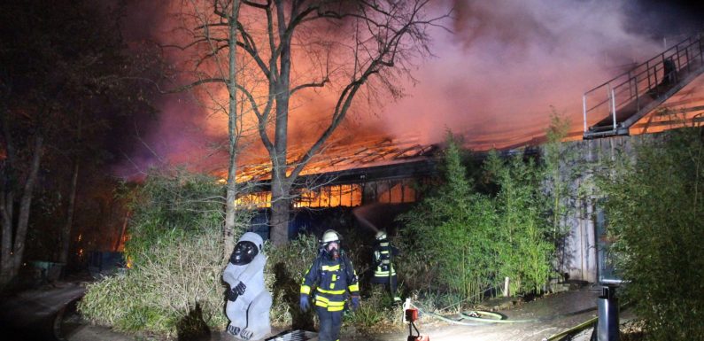 Chimpanzees, gorillas and orangutans killed in fire at Krefeld Zoo in Germany