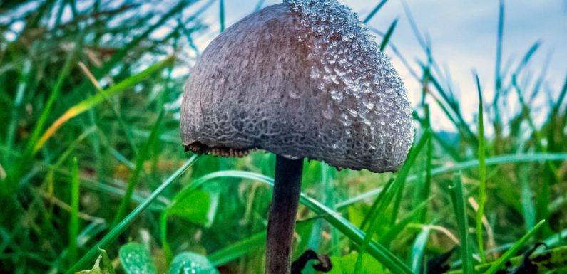 Psilocybin: Magic mushroom compound provides anti-anxiety effect that lasts years, study finds