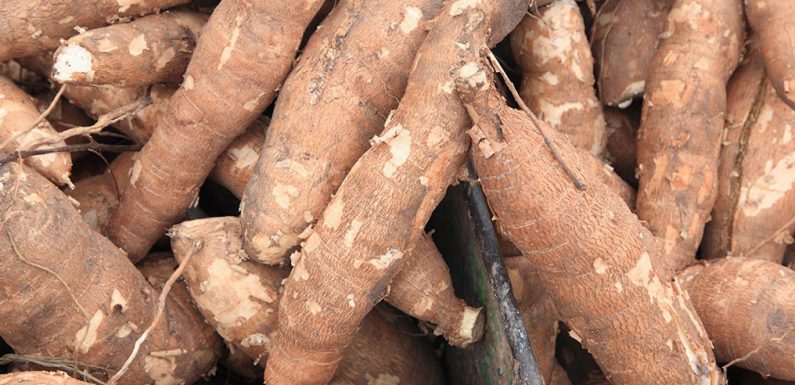 Togo: la filière manioc produit 700000 à 800000 tonnes par an