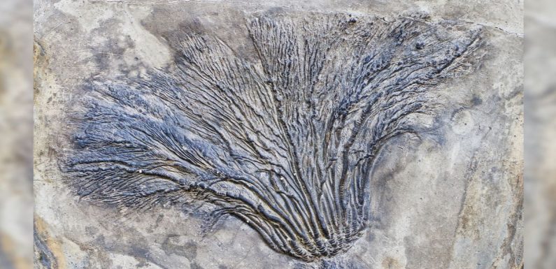 La plus ancienne forêt fossile au monde vient d’être découverte dans l’État de New York