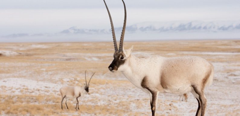 L’antilope du Tibet est massacrée pour la confection d’écharpes
