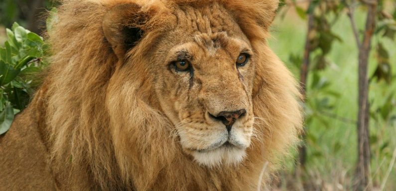 Les lions rescapés des cirques, nouvelles cibles des braconniers