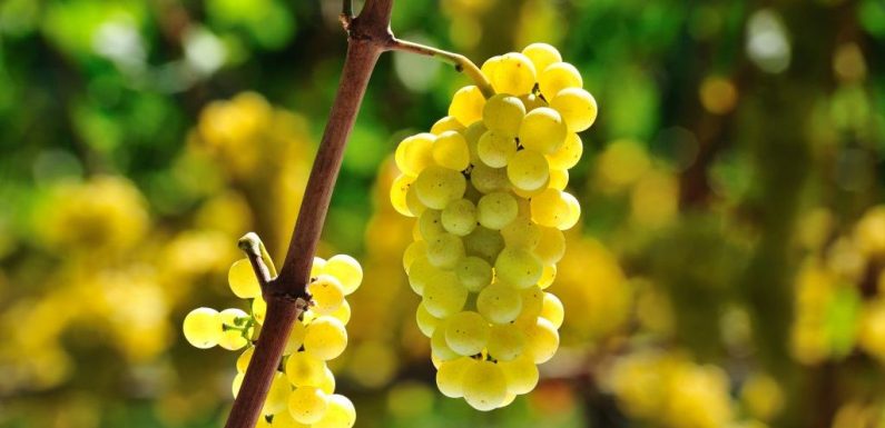 Dordogne : des arbres fruitiers en libre service dans le vignes