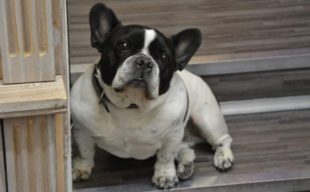 Marseille : Tahar, 11 condamnations, tue le chien de ses voisins en le jetant du 4ème étage, 1 an de prison ferme